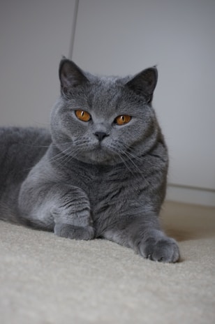 A grey British Shorthair cat with orange eyes is lying down on a soft, beige carpet. Its ears are perked up, and it is gazing directly at the camera with a calm expression.
