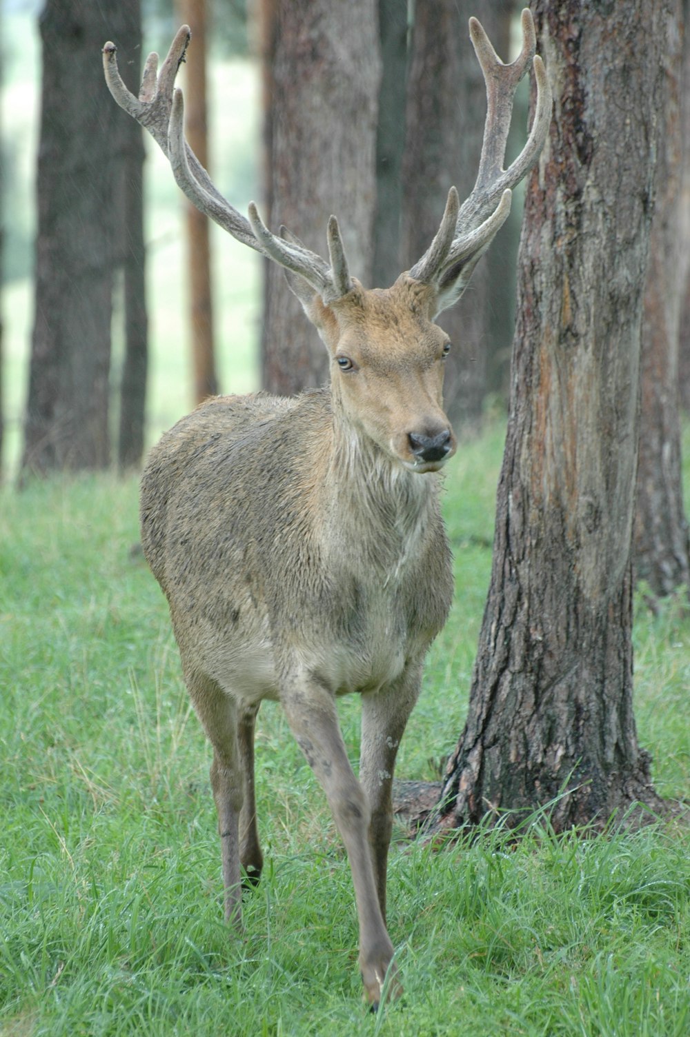 um cervo em pé ao lado de uma árvore em uma floresta