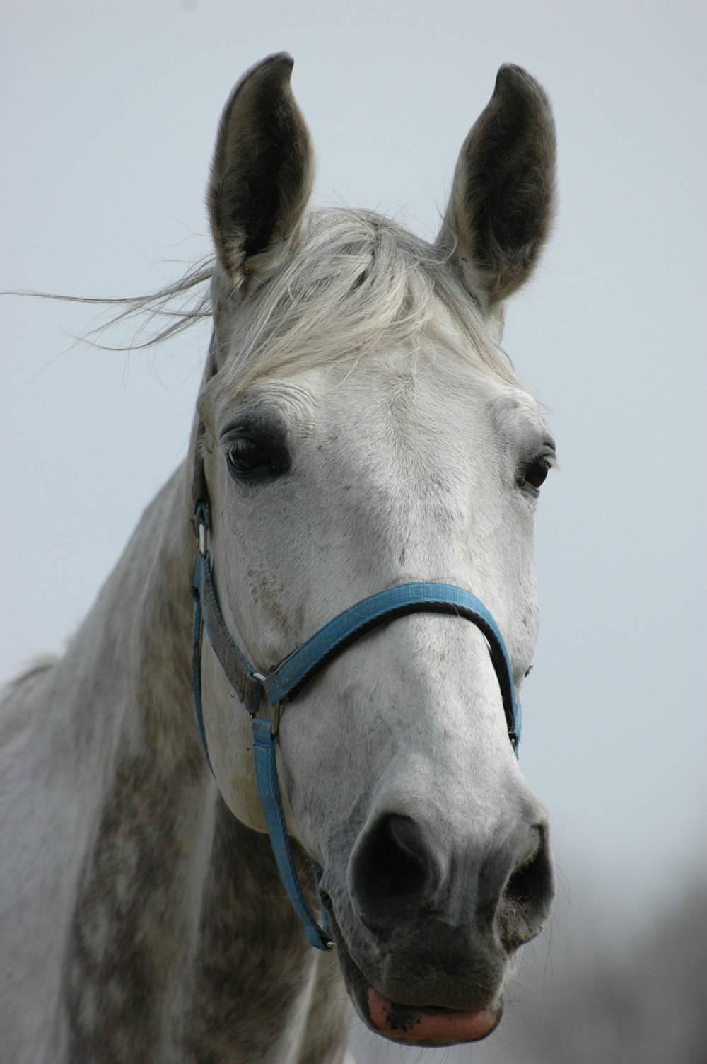 a close up of a white horse with a blue bridle