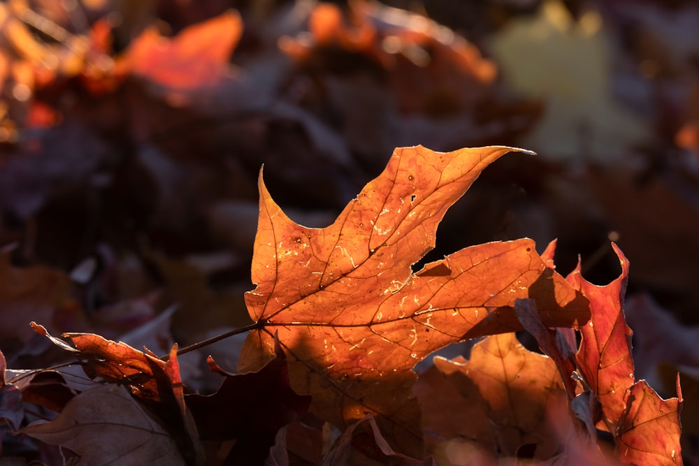 a close up of a leaf on the ground