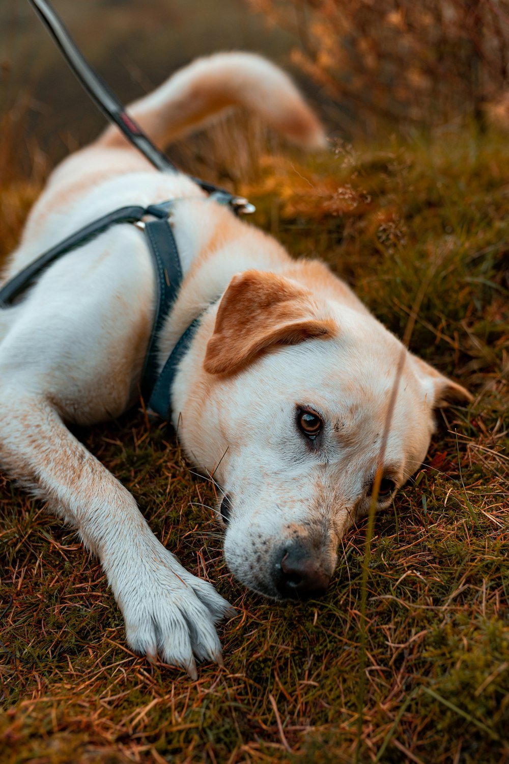 um cão branco e marrom deitado em cima de um campo coberto de grama