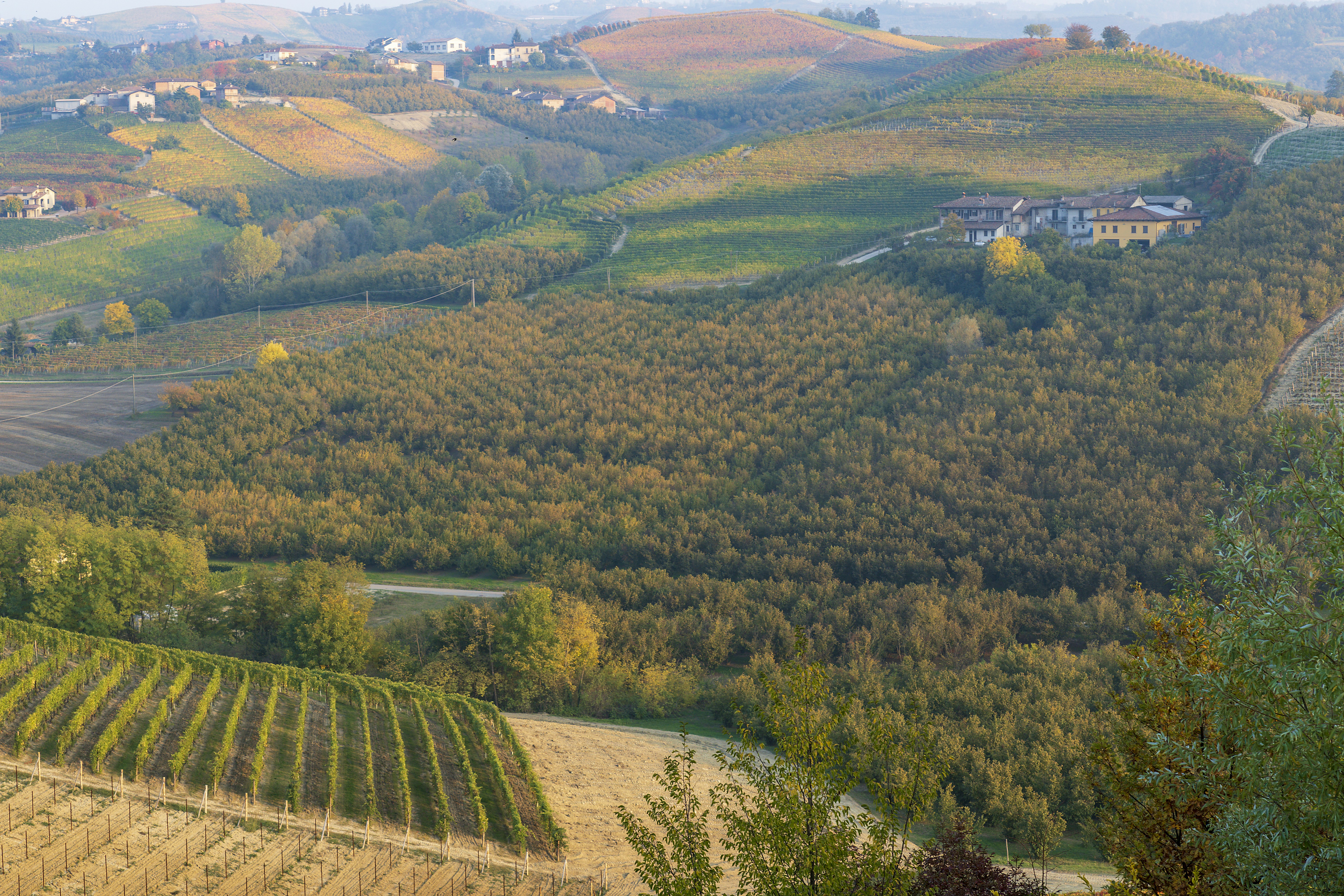 a scenic view of a vineyard in the hills
