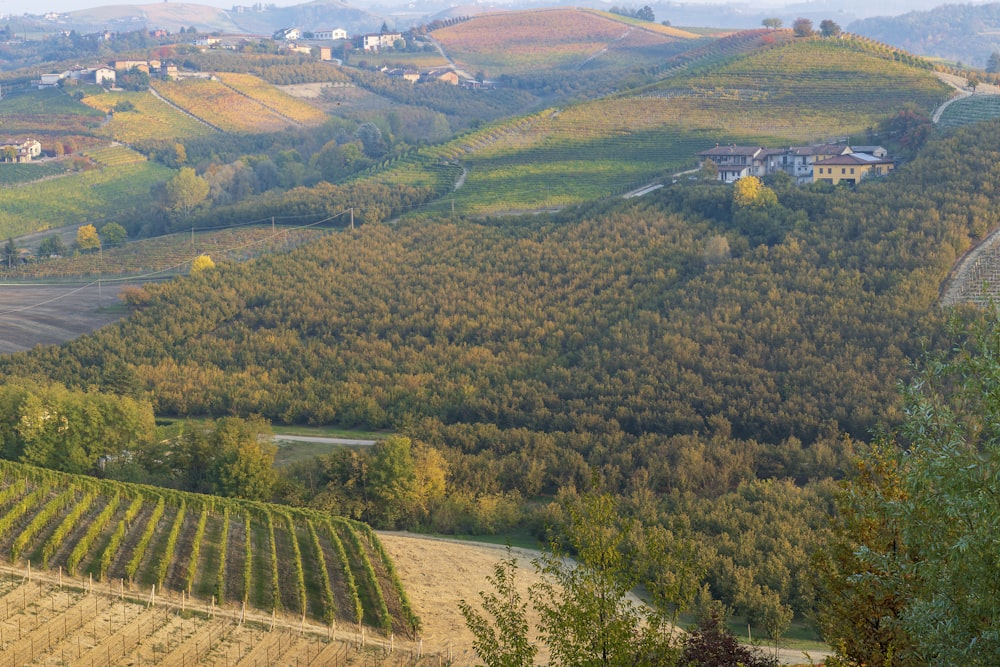 a scenic view of a vineyard in the hills