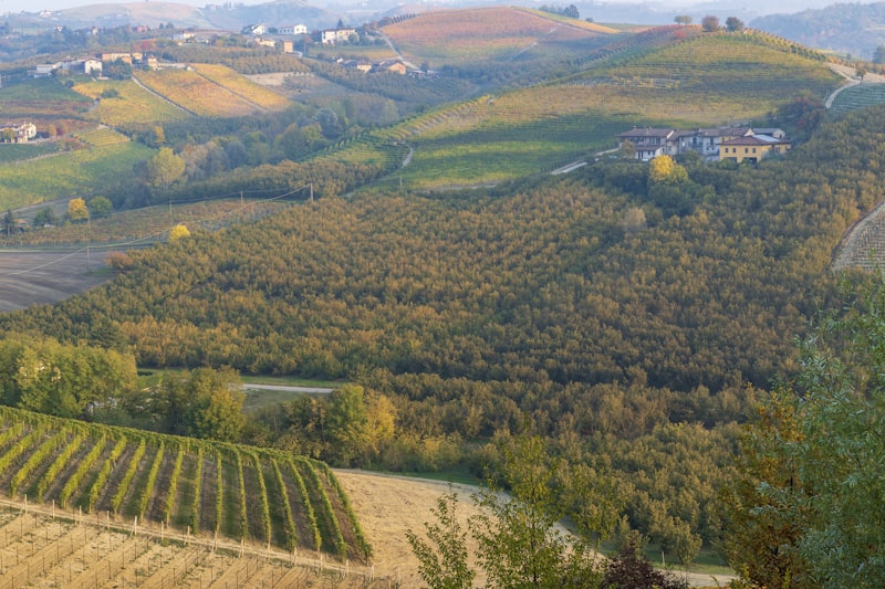 Vigneti sulle colline di Barolo nelle Langhe