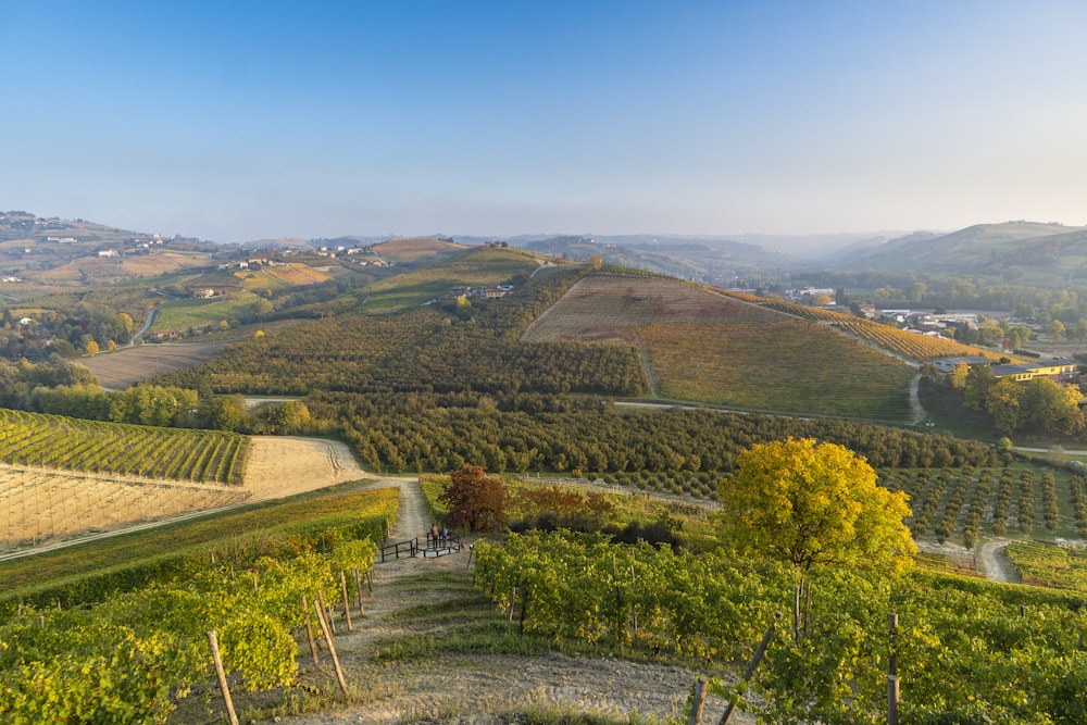 a scenic view of a vineyard in the hills