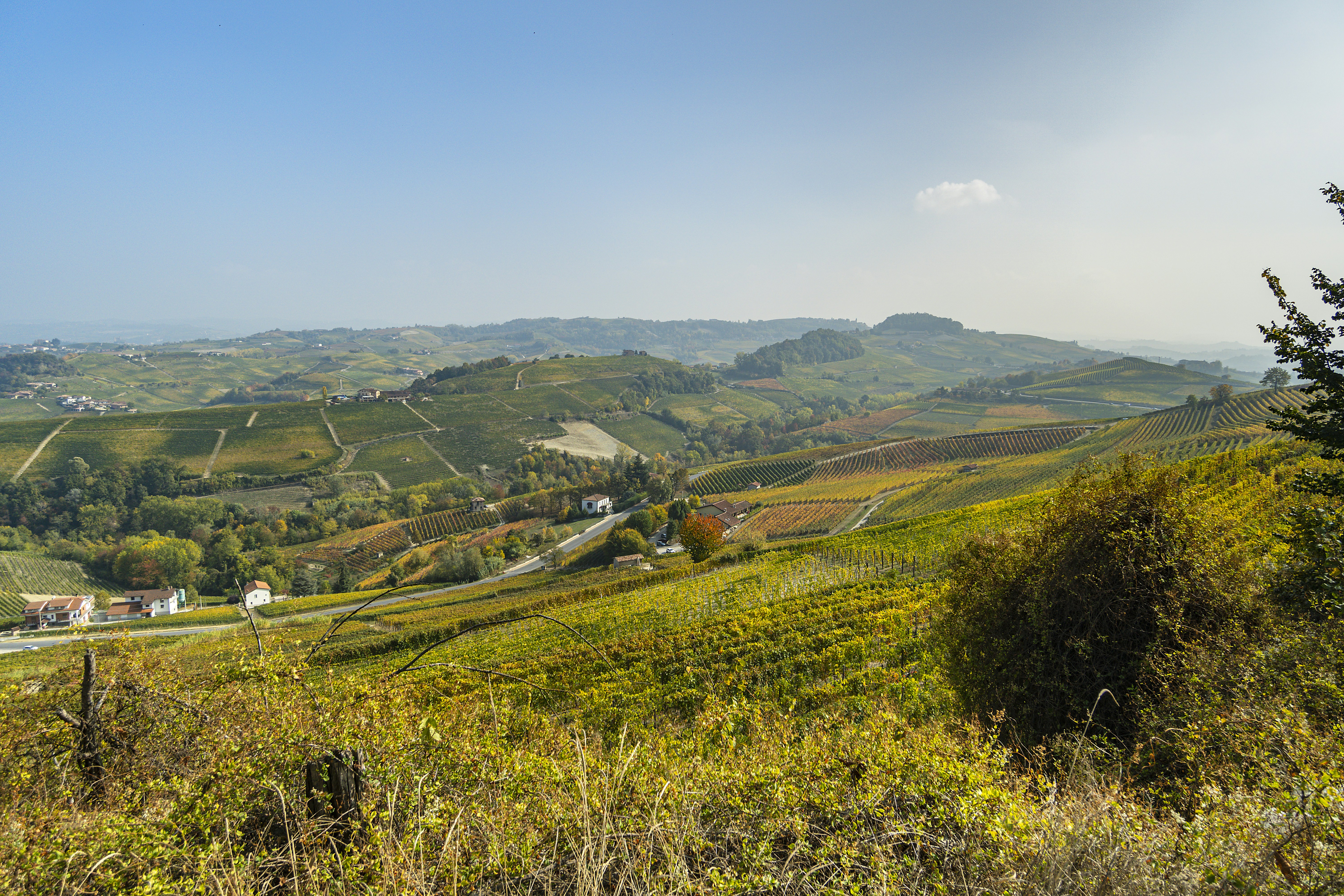 a lush green hillside covered in lots of trees