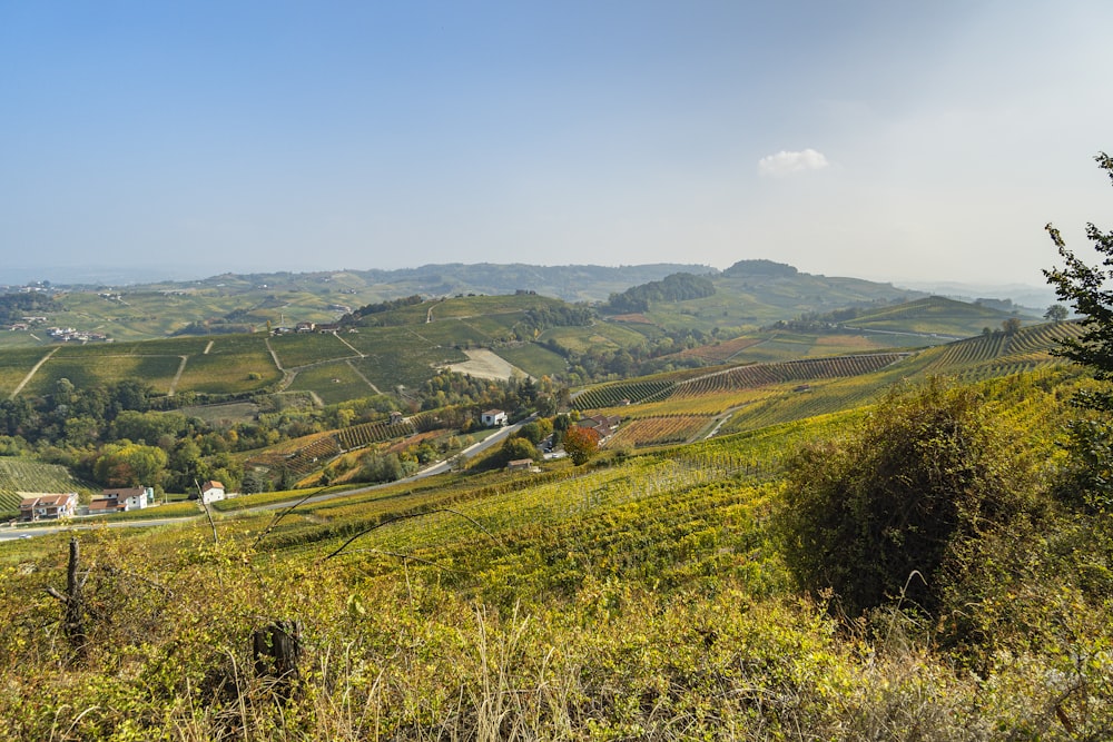 a lush green hillside covered in lots of trees