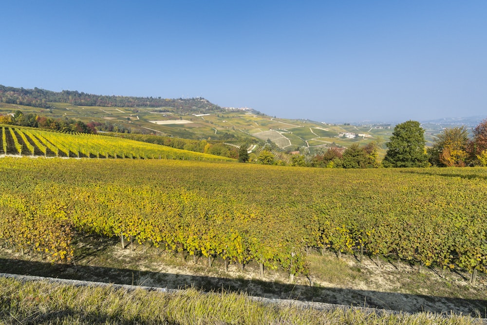 a large field of green grass with hills in the background