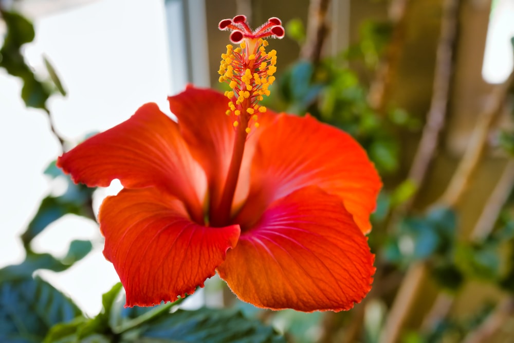 a close up of a red flower with green leaves