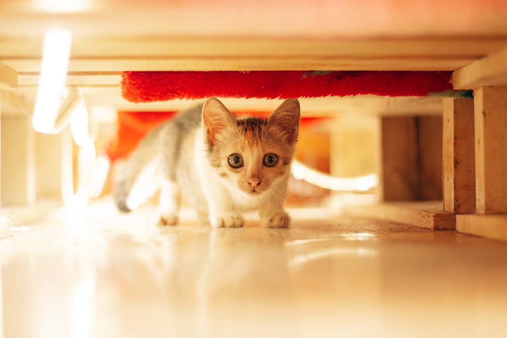 a cat sitting on a table