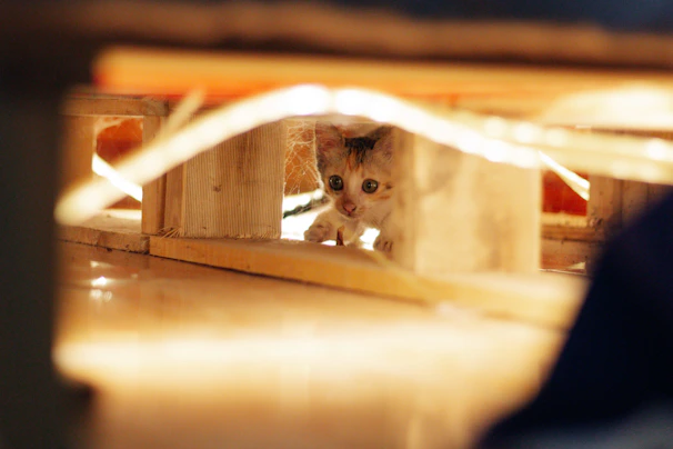 A curious ragdoll kitten peeking out from behind a stack of colorful cushions in a bright room.
