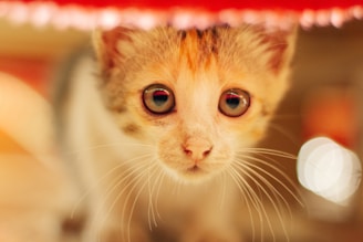 A close-up of a fluffy kitten with sparkling eyes surrounded by glittering light effects.