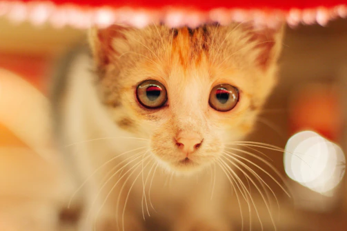 A close-up of Bobo, the AI pet kitten, with bright curious eyes and soft fur glowing gently in a cozy room.