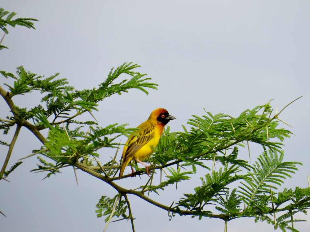 a yellow bird sitting on top of a tree branch