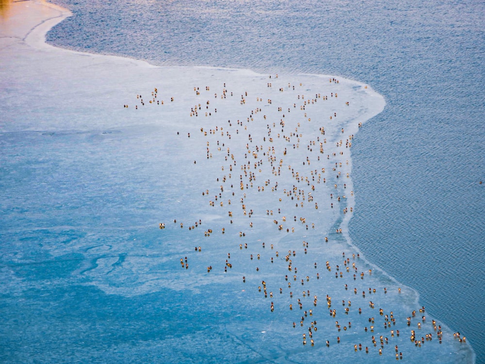 a large group of people standing on top of a beach next to the ocean