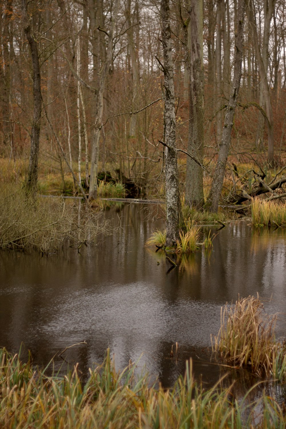 a small pond surrounded by tall grass and trees