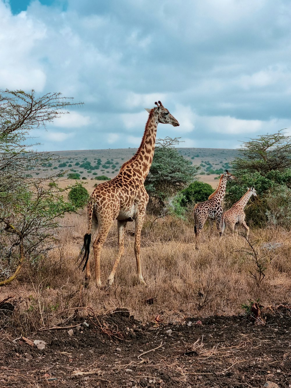 two giraffes are standing in a field