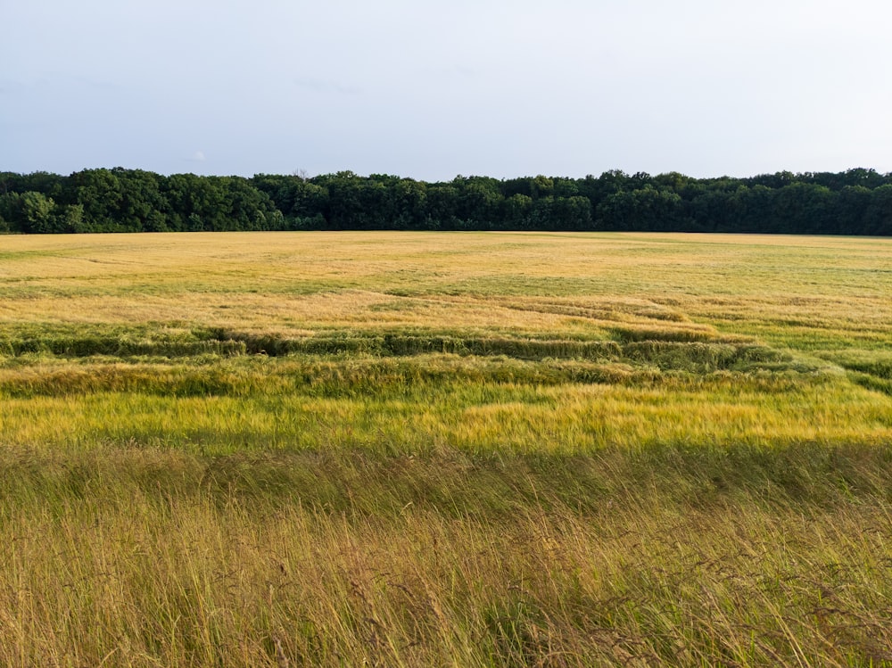 ein großes Grasfeld mit Bäumen im Hintergrund