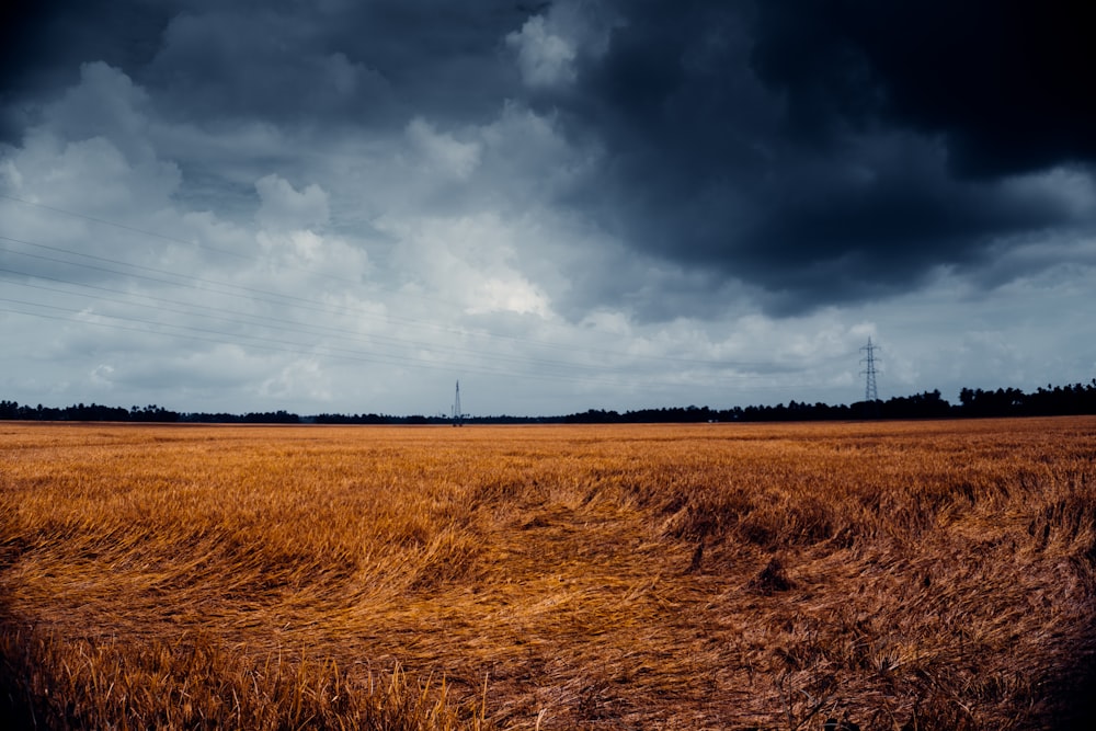 a large field of dry grass under a cloudy sky