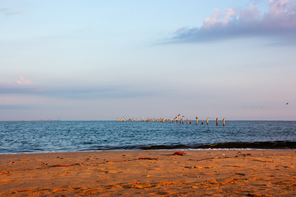 海の隣のビーチの上に座っている鳥のグループ