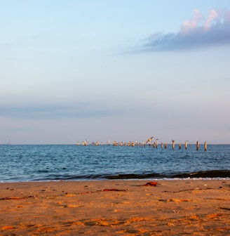 a group of birds sitting on top of a beach next to the ocean