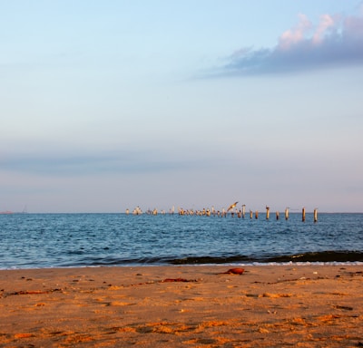 a group of birds sitting on top of a beach next to the ocean