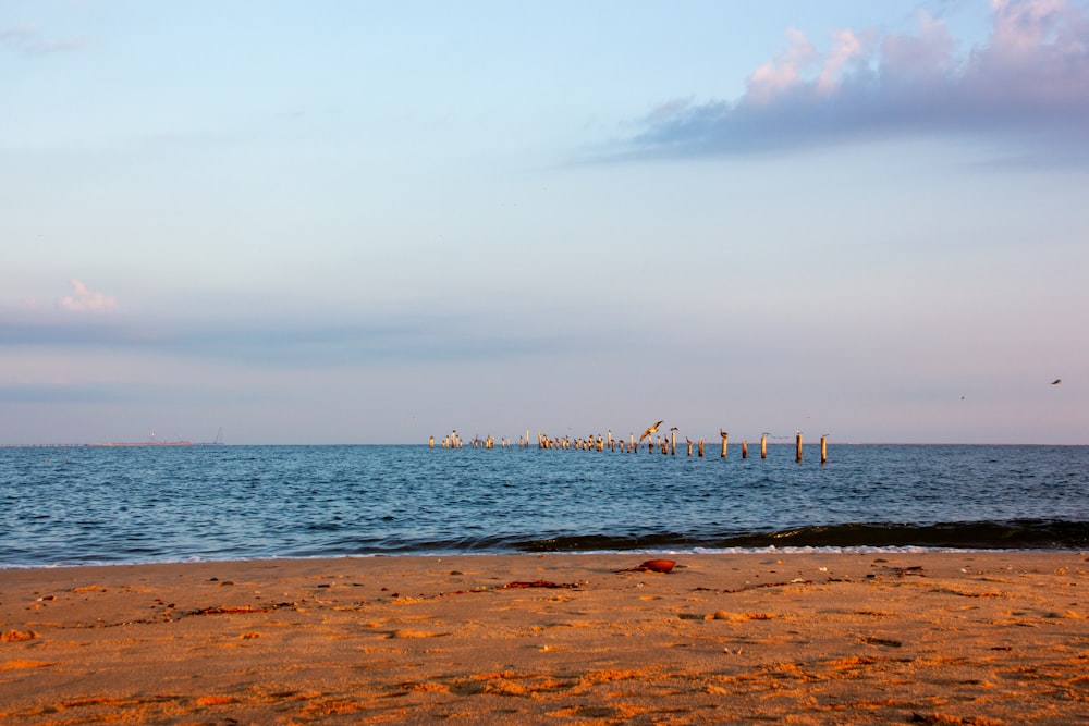 Eine Gruppe von Vögeln sitzt auf einem Strand neben dem Meer