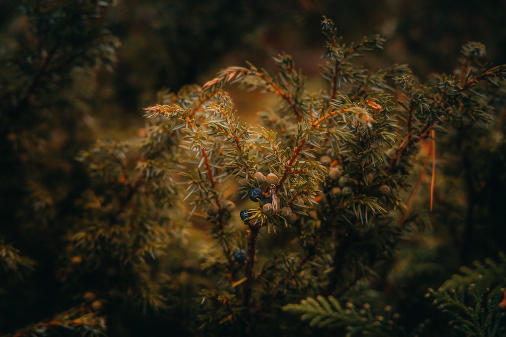 a close up of a tree with berries on it