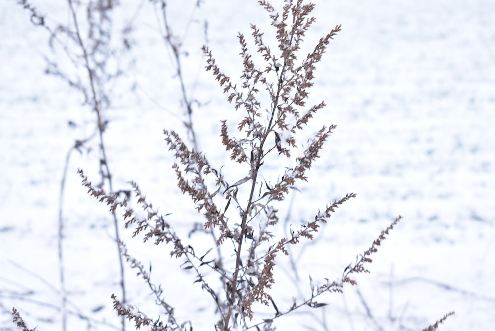 a plant with small leaves in the snow