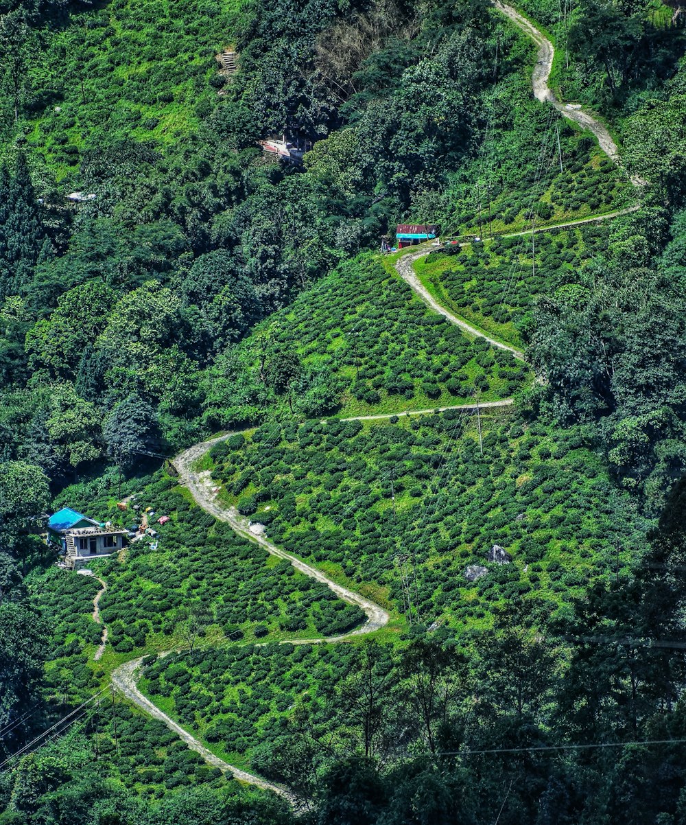 a lush green hillside covered in lots of trees