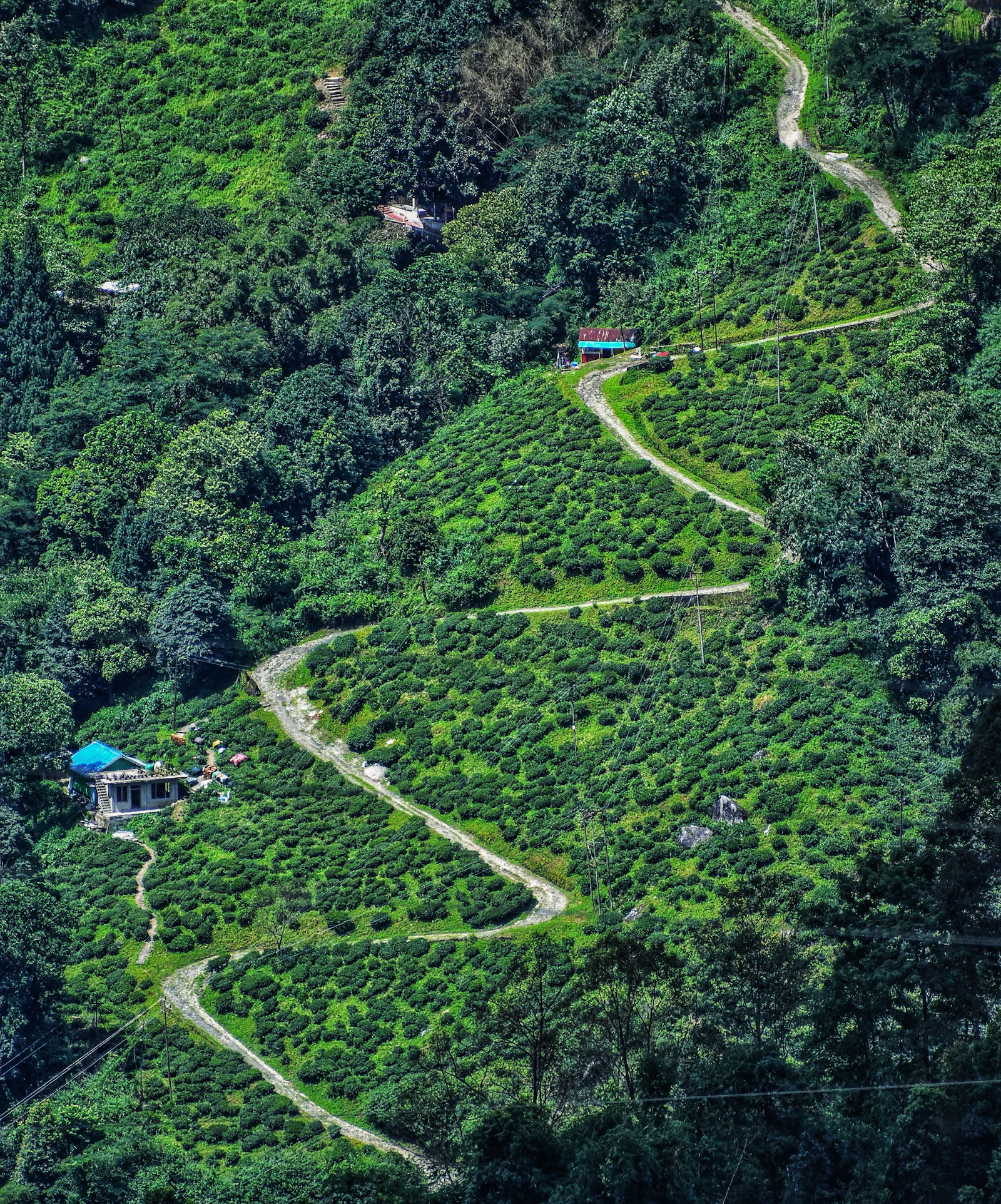 A road winding in hairpins down a hillside of tea gardens in the Darjeeling hills