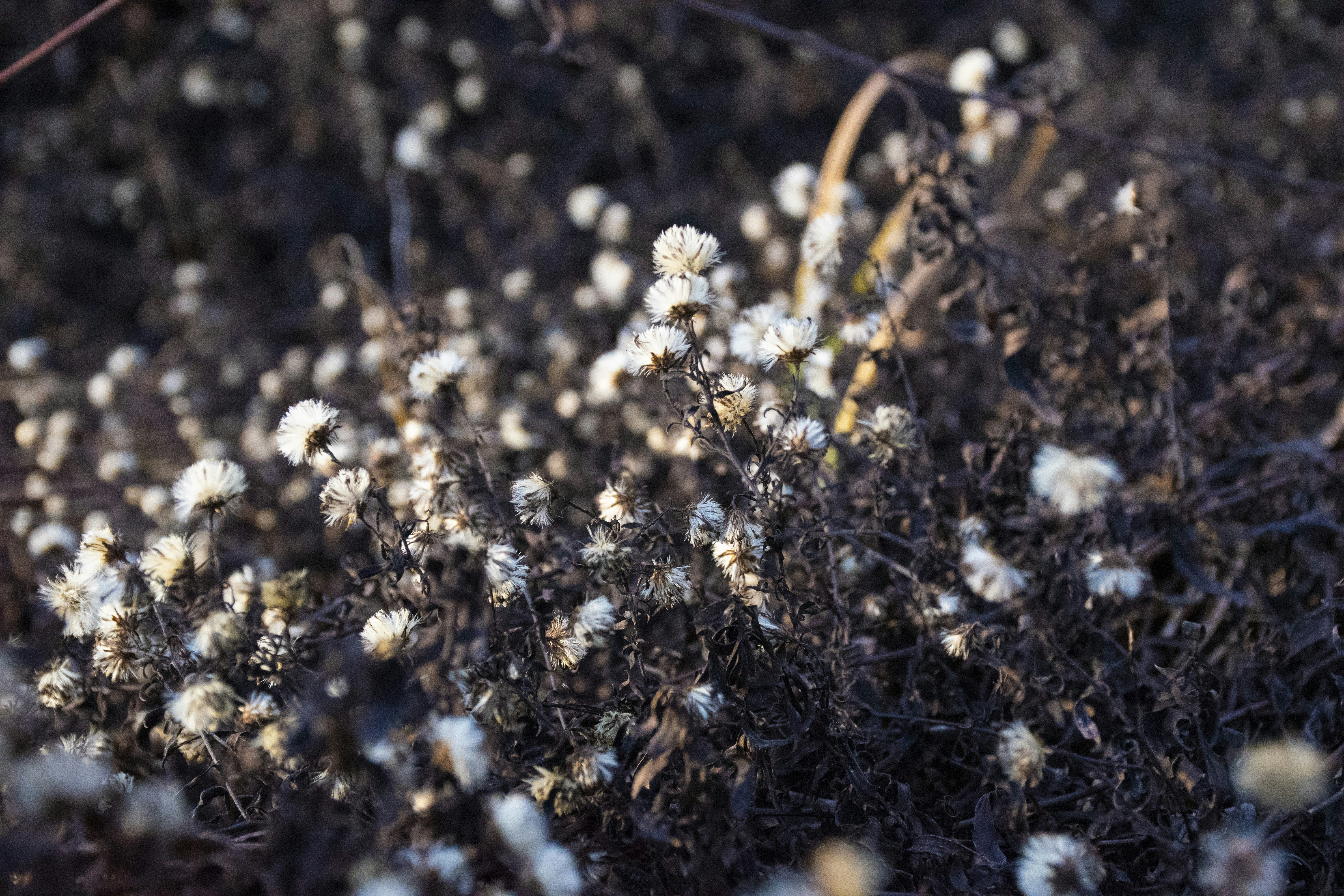 a bunch of small white flowers in a field