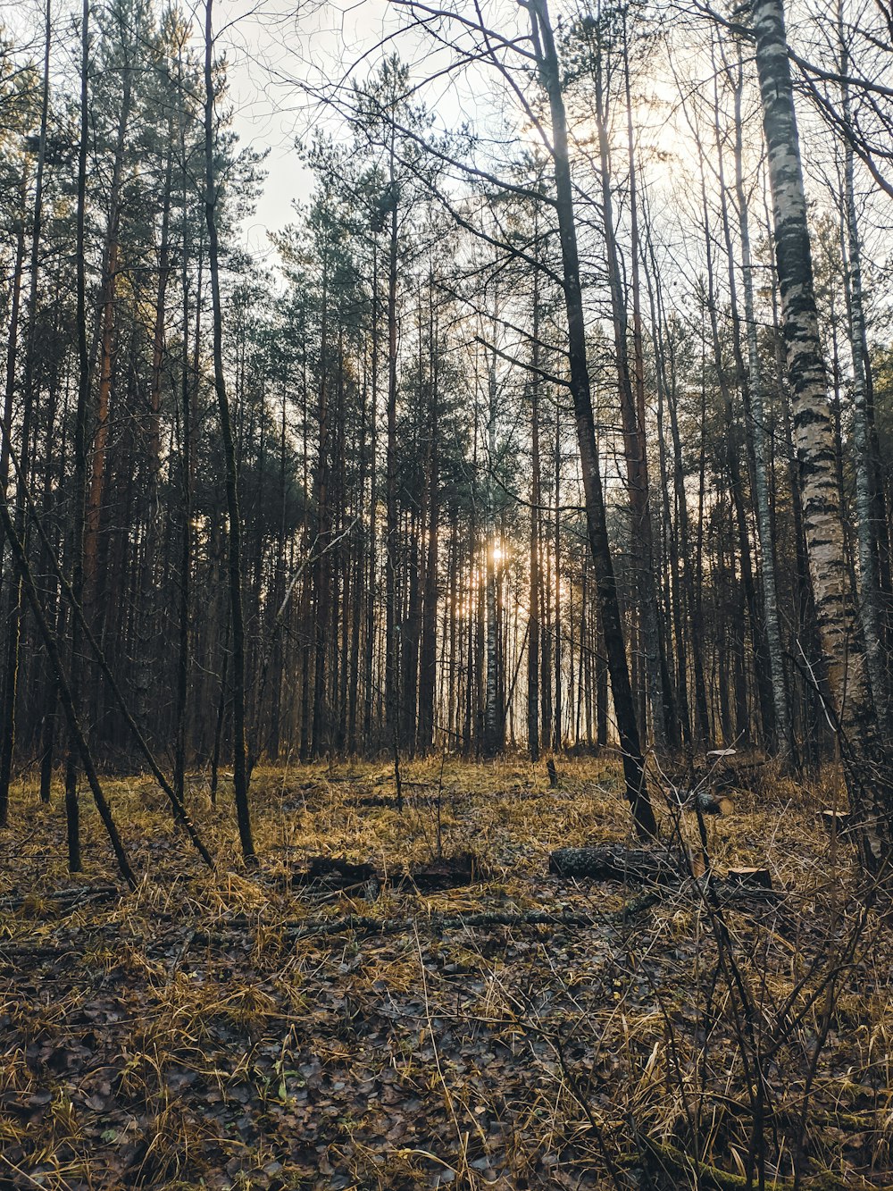 the sun is shining through the trees in the woods