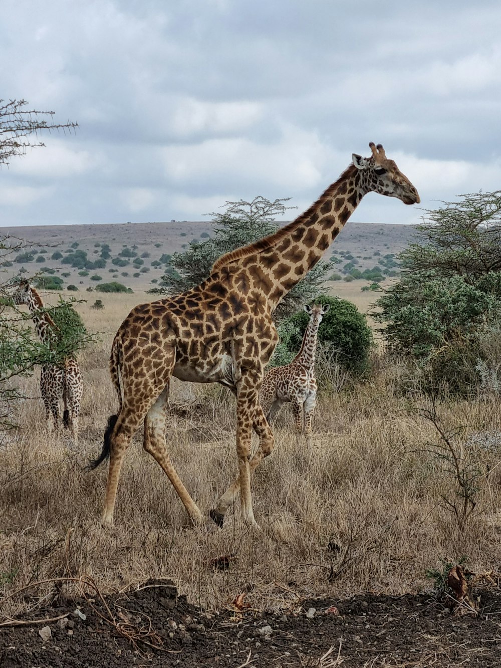 a giraffe walking in a field with other giraffes in the