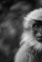 a black and white photo of a monkey