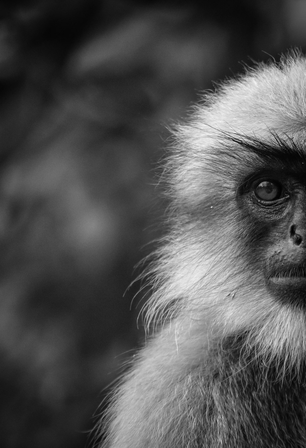 a black and white photo of a monkey