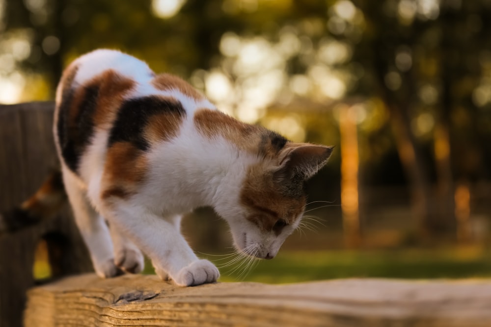 a cat standing on top of a wooden fence