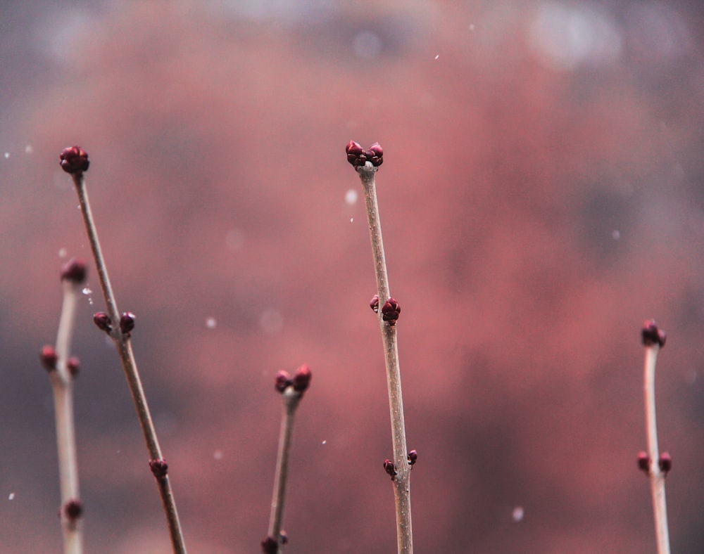 a close up of a plant with small buds