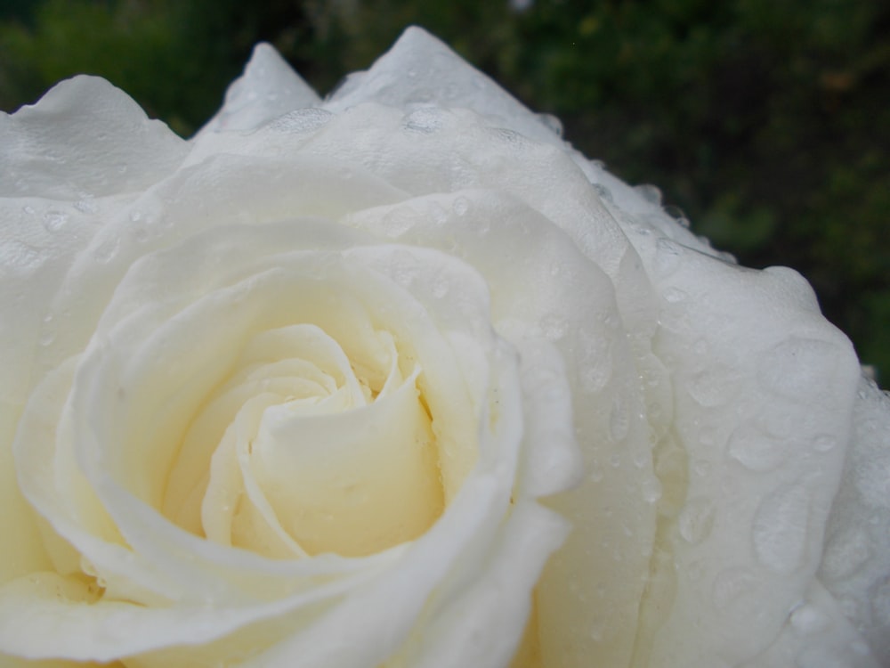 eine weiße Rose mit Wassertropfen darauf