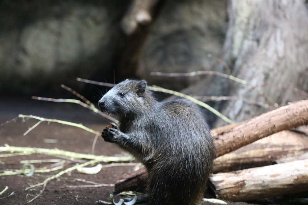 a small animal standing on top of a pile of wood