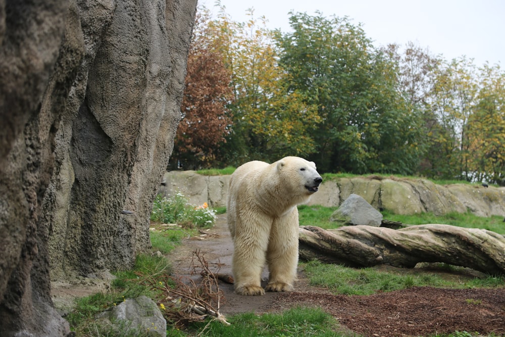 a polar bear standing next to a large rock