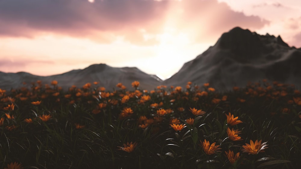 a field full of yellow flowers under a cloudy sky