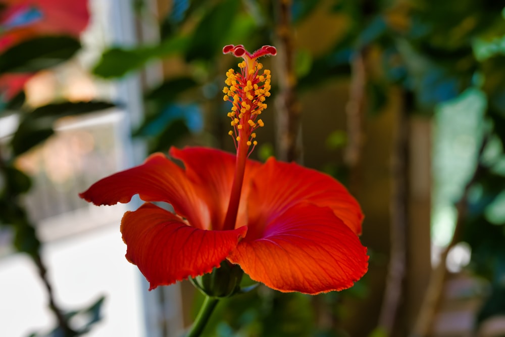 a close up of a red flower near a window