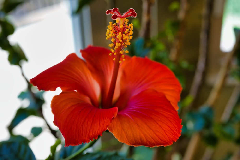 a close up of a red flower with green leaves