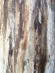 a close up of a tree trunk with peeling paint