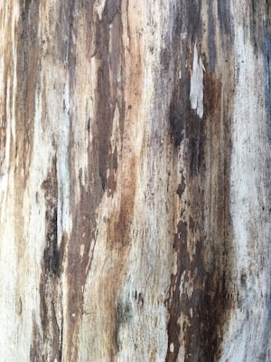 a close up of a tree trunk with peeling paint