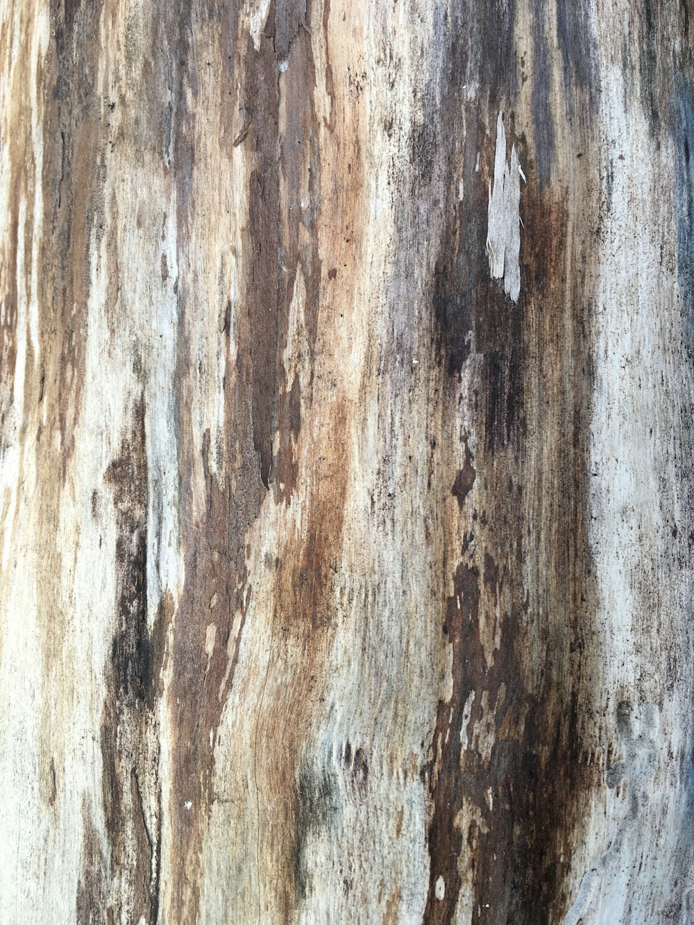 a close up of a tree trunk with peeling paint