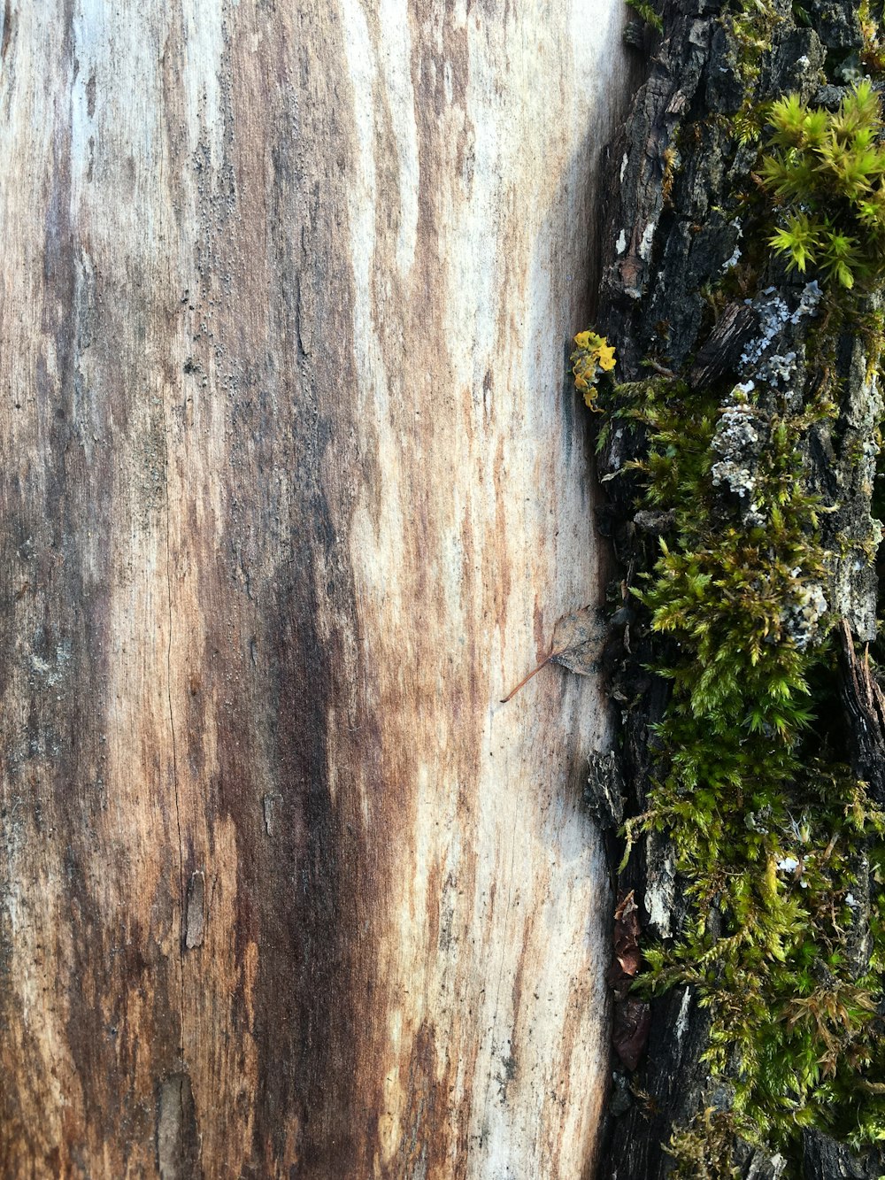 a close up of a tree trunk with moss growing on it