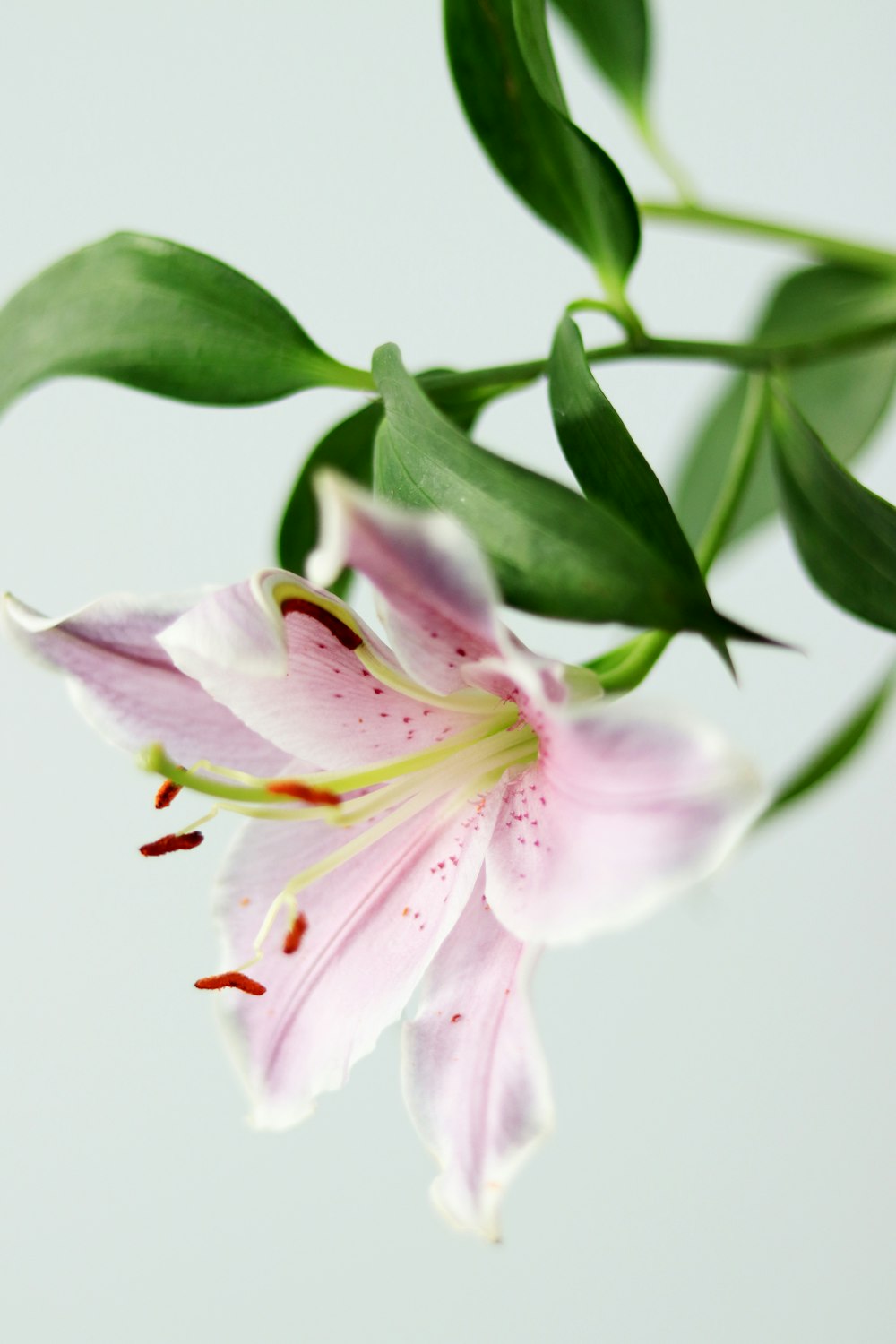 a close up of a flower