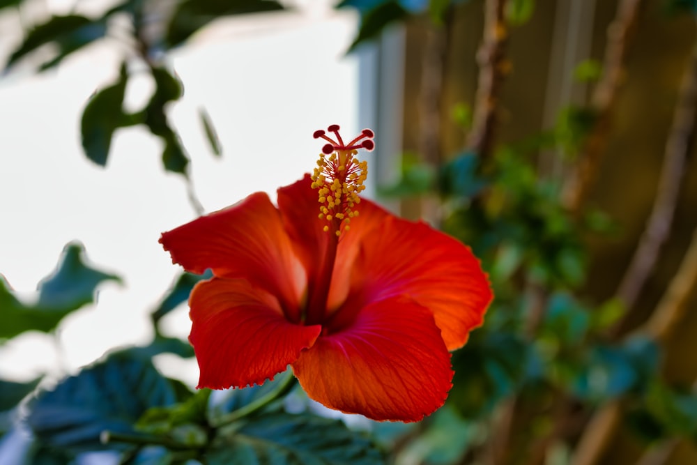 una flor roja con un fondo frondoso verde
